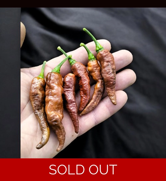 BBM X FADDAS W. Chocolate (f5)  -> (f6)  (10+seeds)